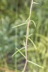 Pineland false sunflower